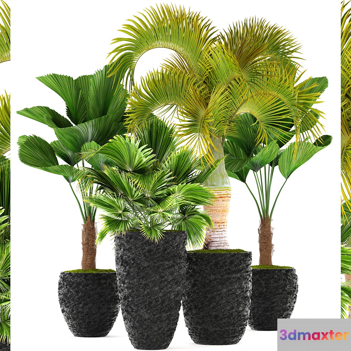 Collection of plants 120. Exotic plants palm chameropm likuala fan Chioforbe brochea indoor decorative pot flowerpot