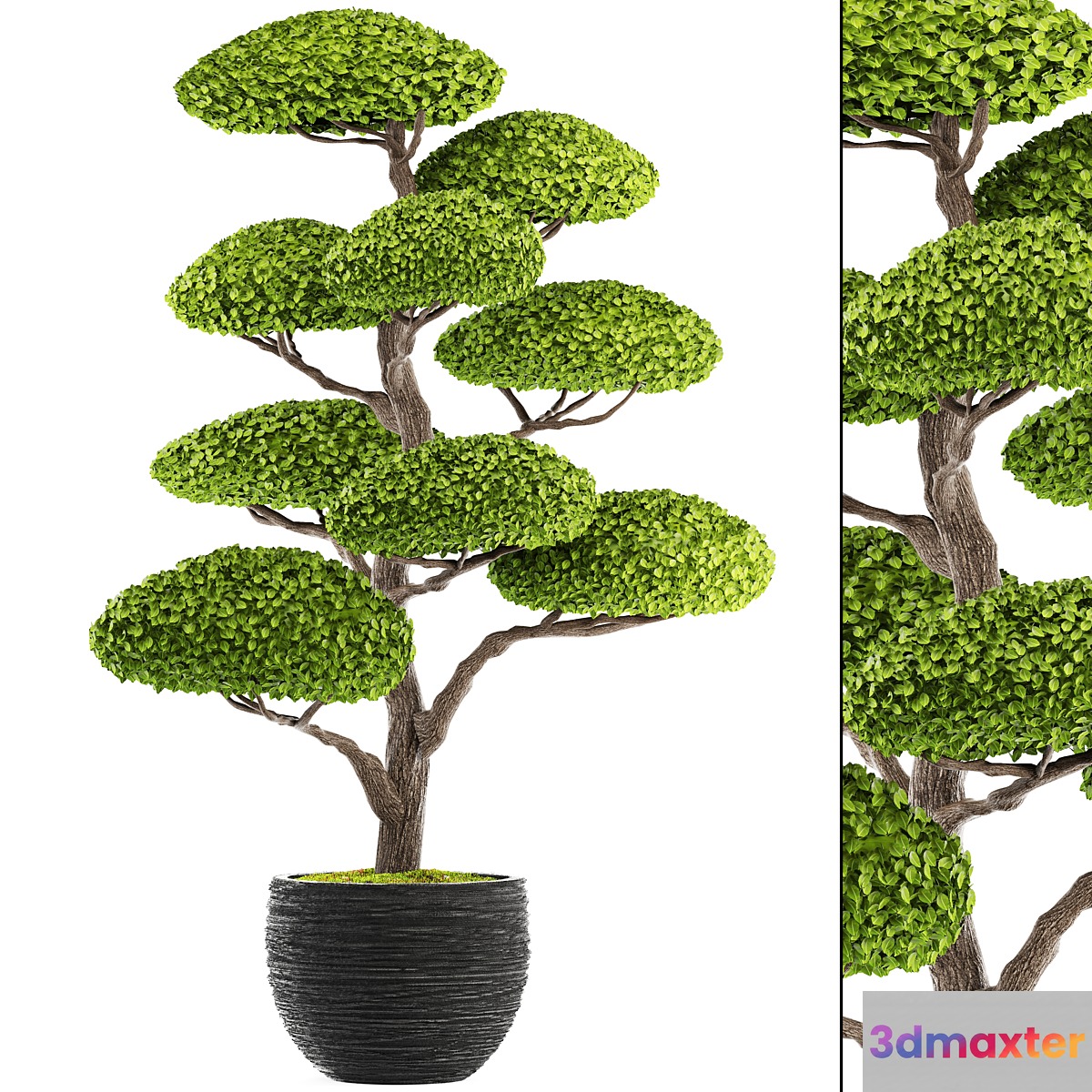 Niwaki 1 topiary Niwaki decorative tree landscaping flowerpot pot topiary