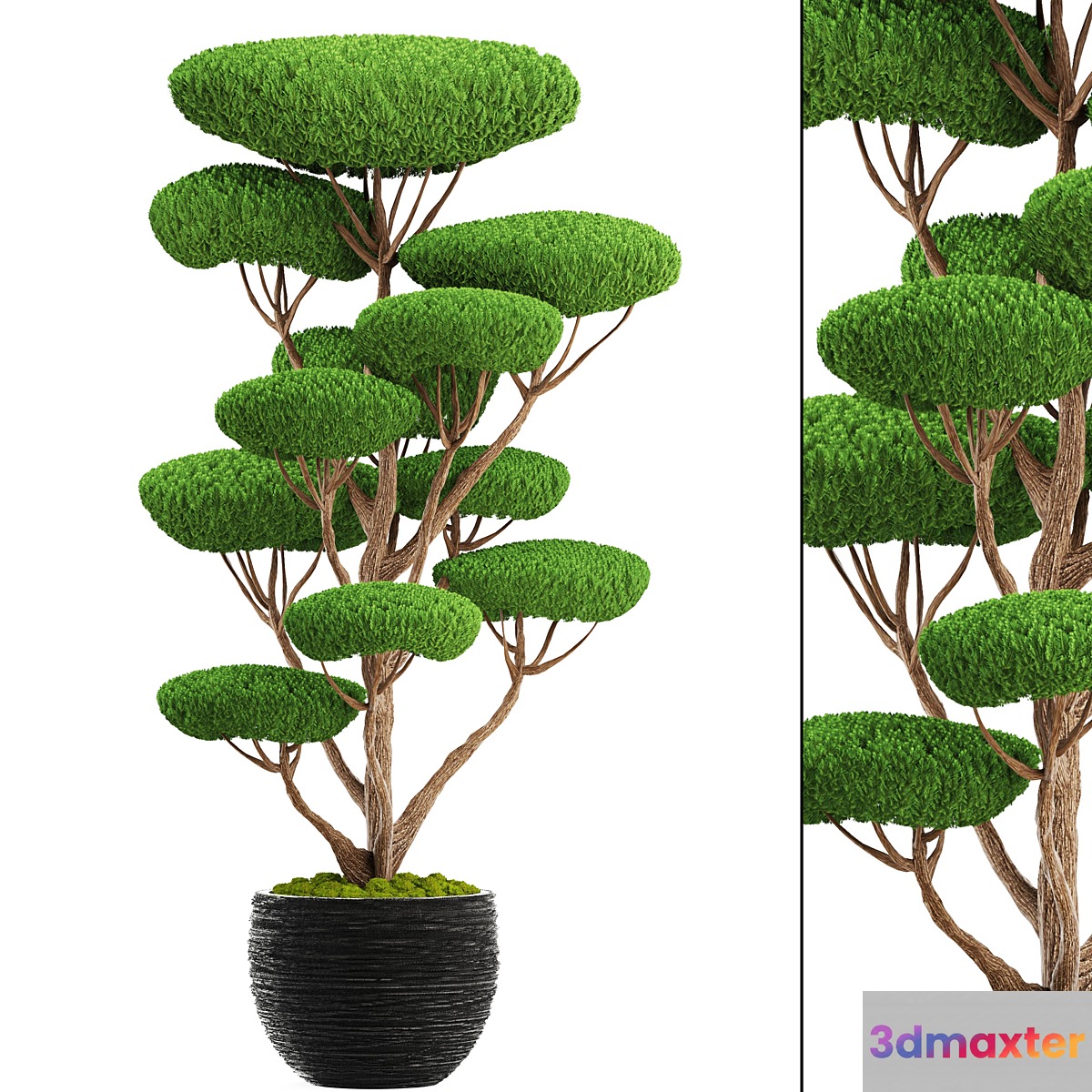 Niwaki 4. cedar topiary topiary nivaki ornamental tree garden plants landscaping pot flowerpot 3D Max
