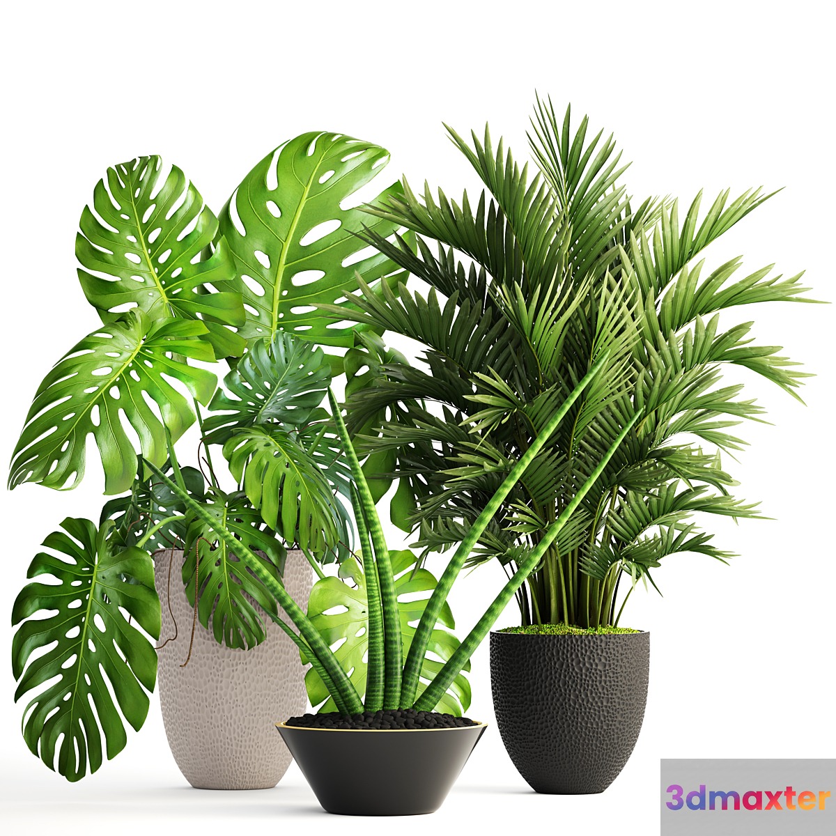 Collection of plants 124. Interior monstera hoveya ornamental palm tree areca sansevieria monstera