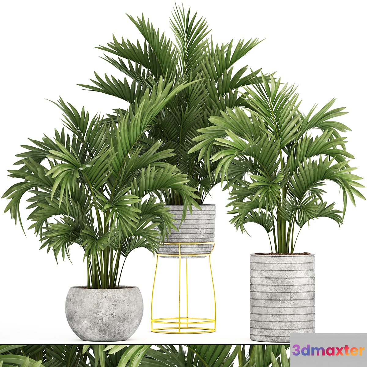 Collection of plants 125. Howea Decorative palm tree howea kentia pot concrete flowerpot indoor 3D Max