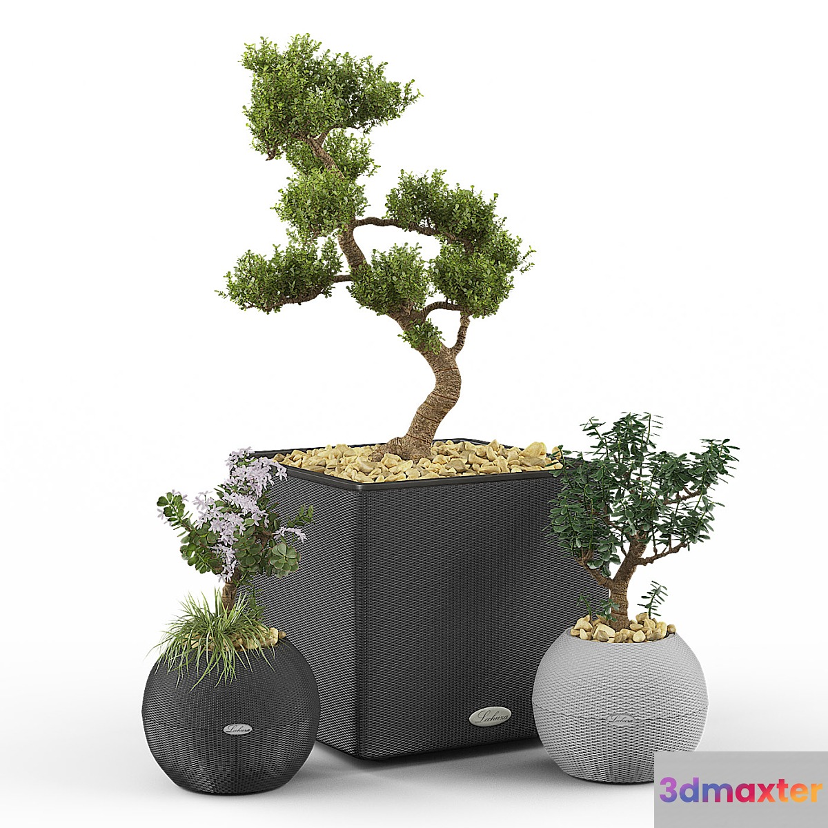 Crassula set (Money Tree)