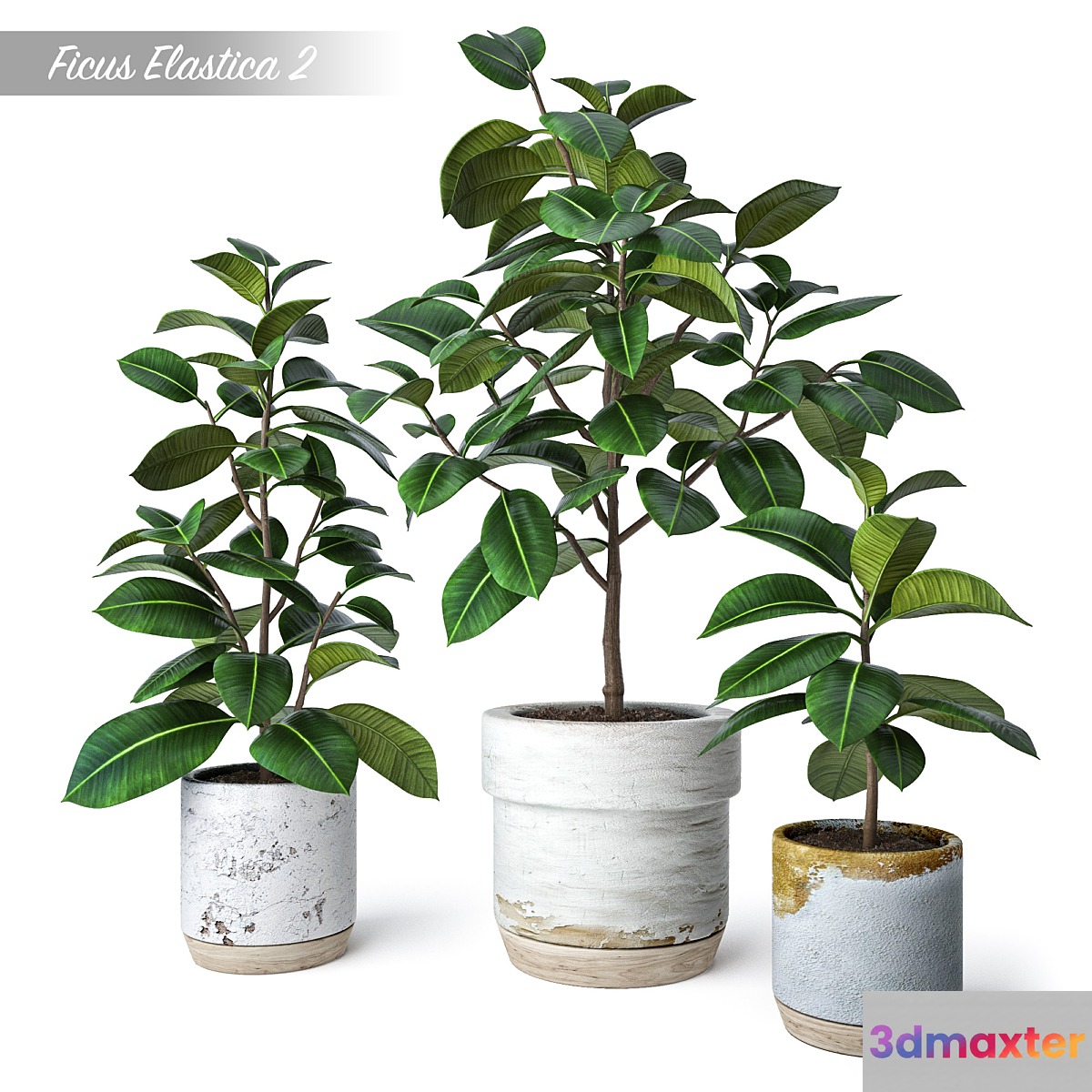 Ficus Elastica 2 - No.2 3D Max