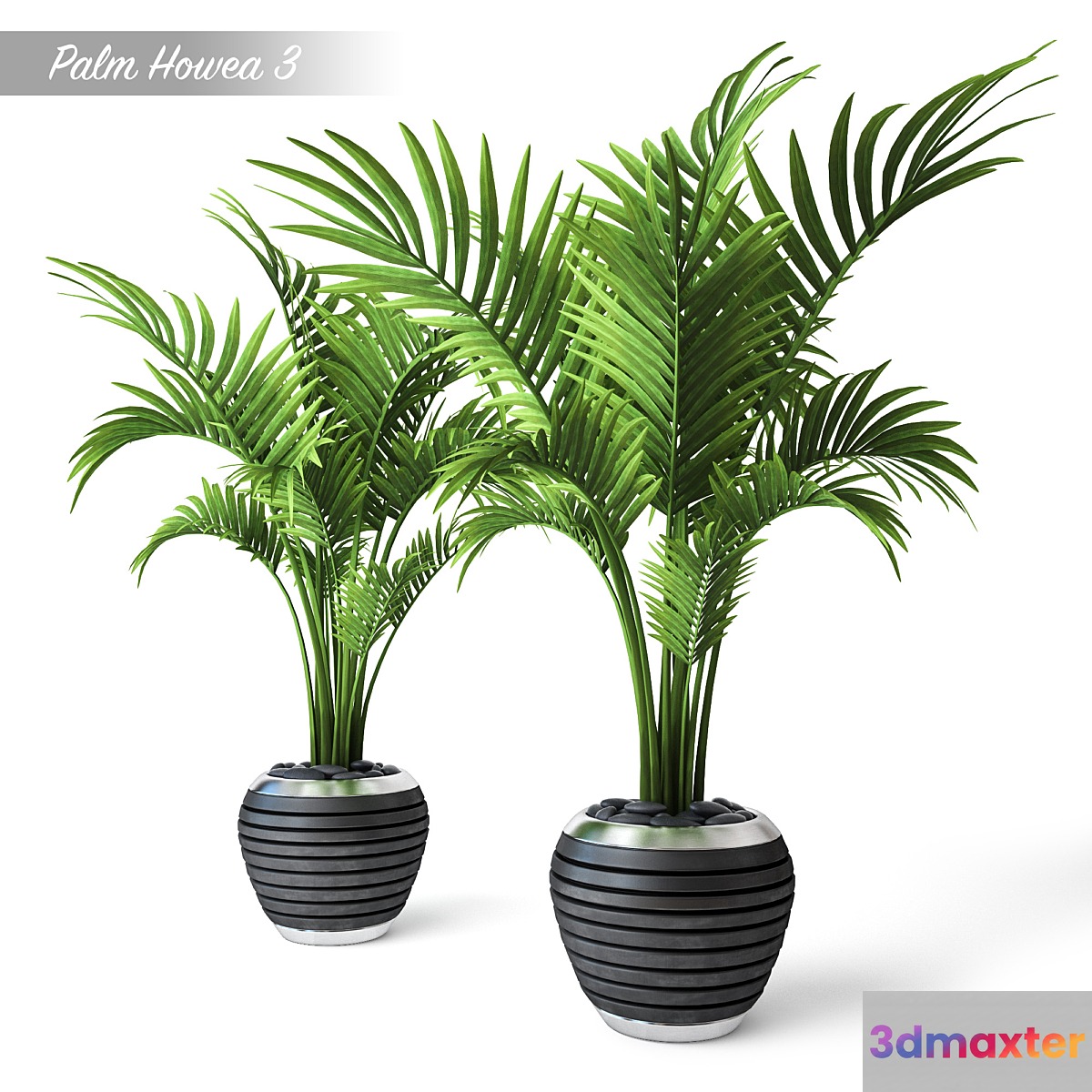 Palm Howea 3 3D Max