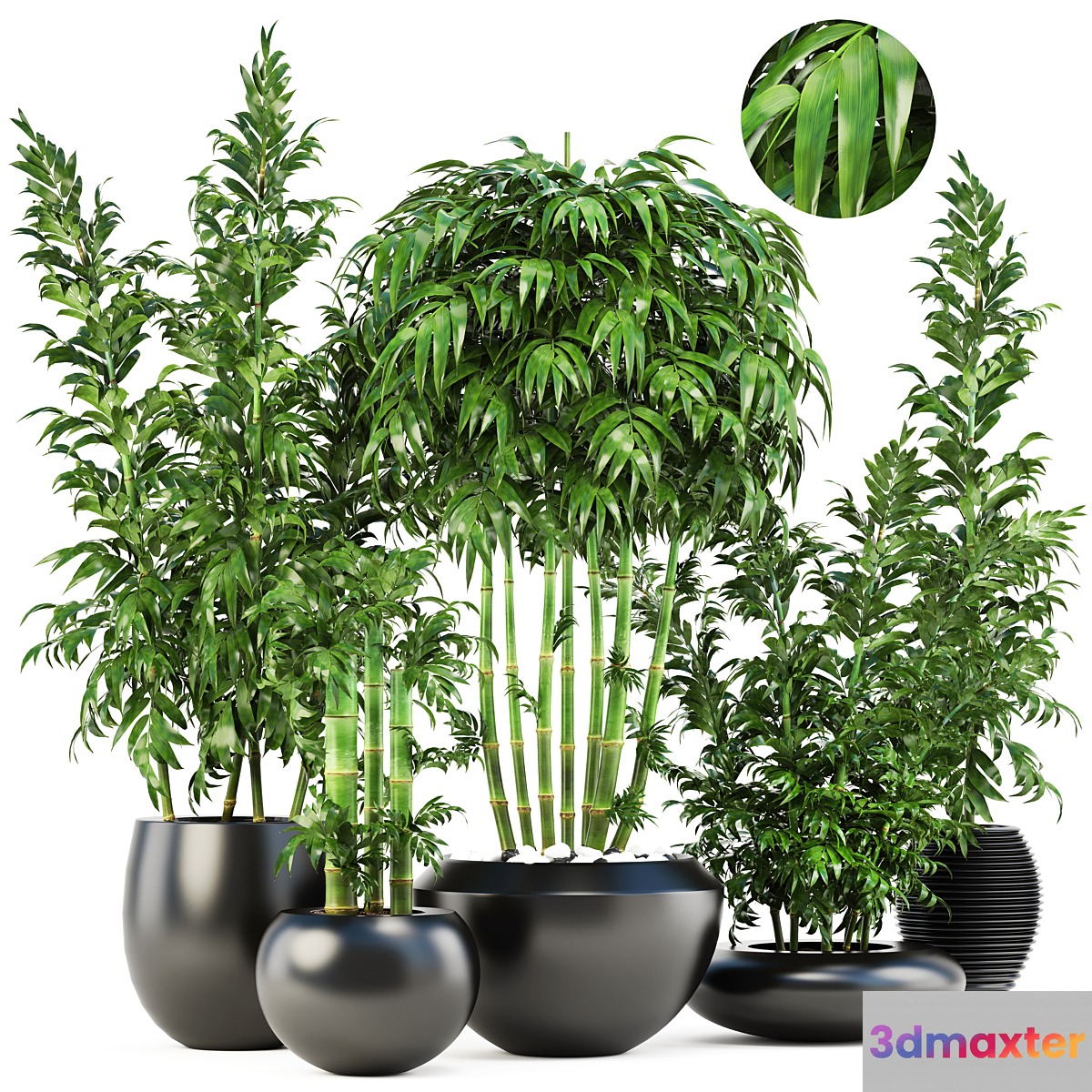 Collection of plants 131. Bamboo Trees bamboo bush black pot flowerpot indoor bamboo exotic thickets bush pebbles flowerpot