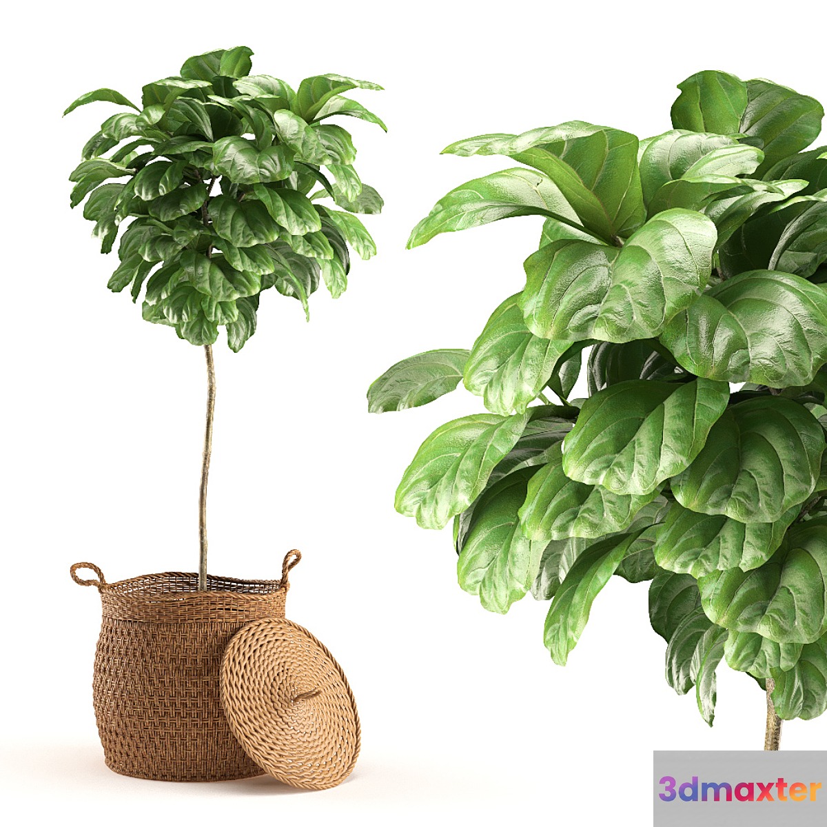 Plant 011 - Ficus Lyrata