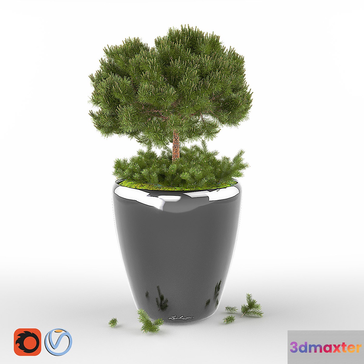 Pine Pumilio 3D Max