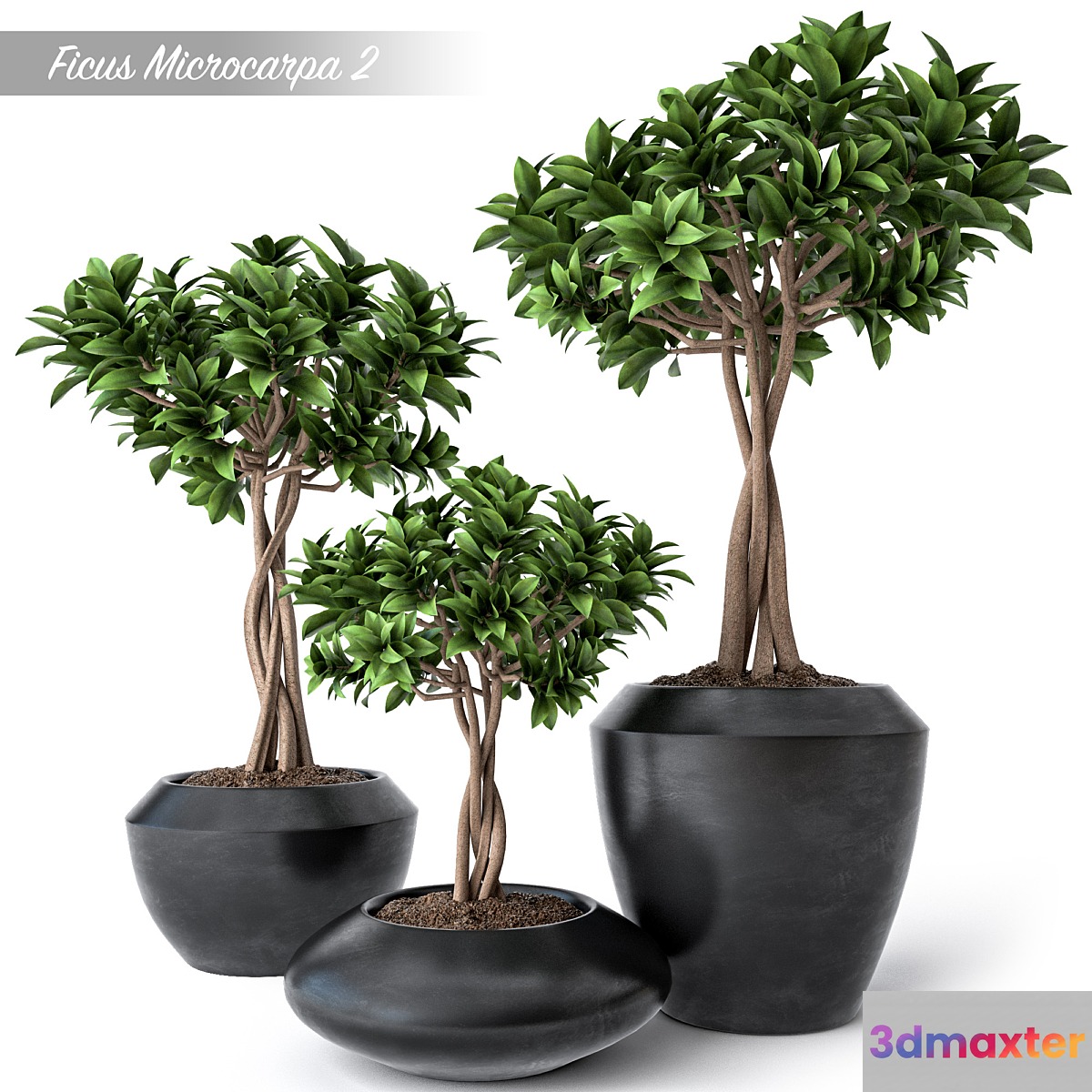 Ficus Microcarpa 2 3D Max
