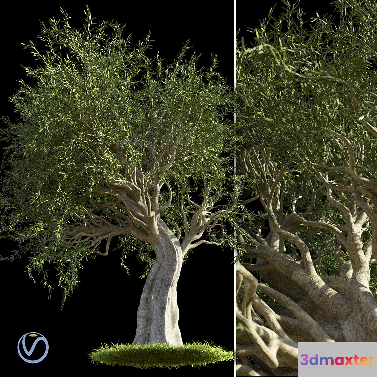 Olive Tree - No.5