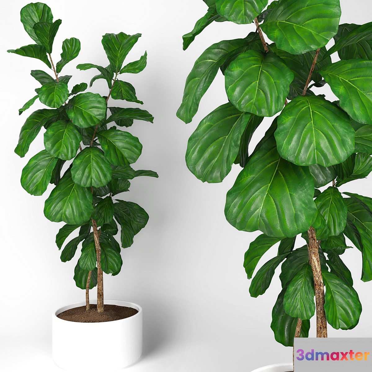 Fiddle leaf fig tree 3