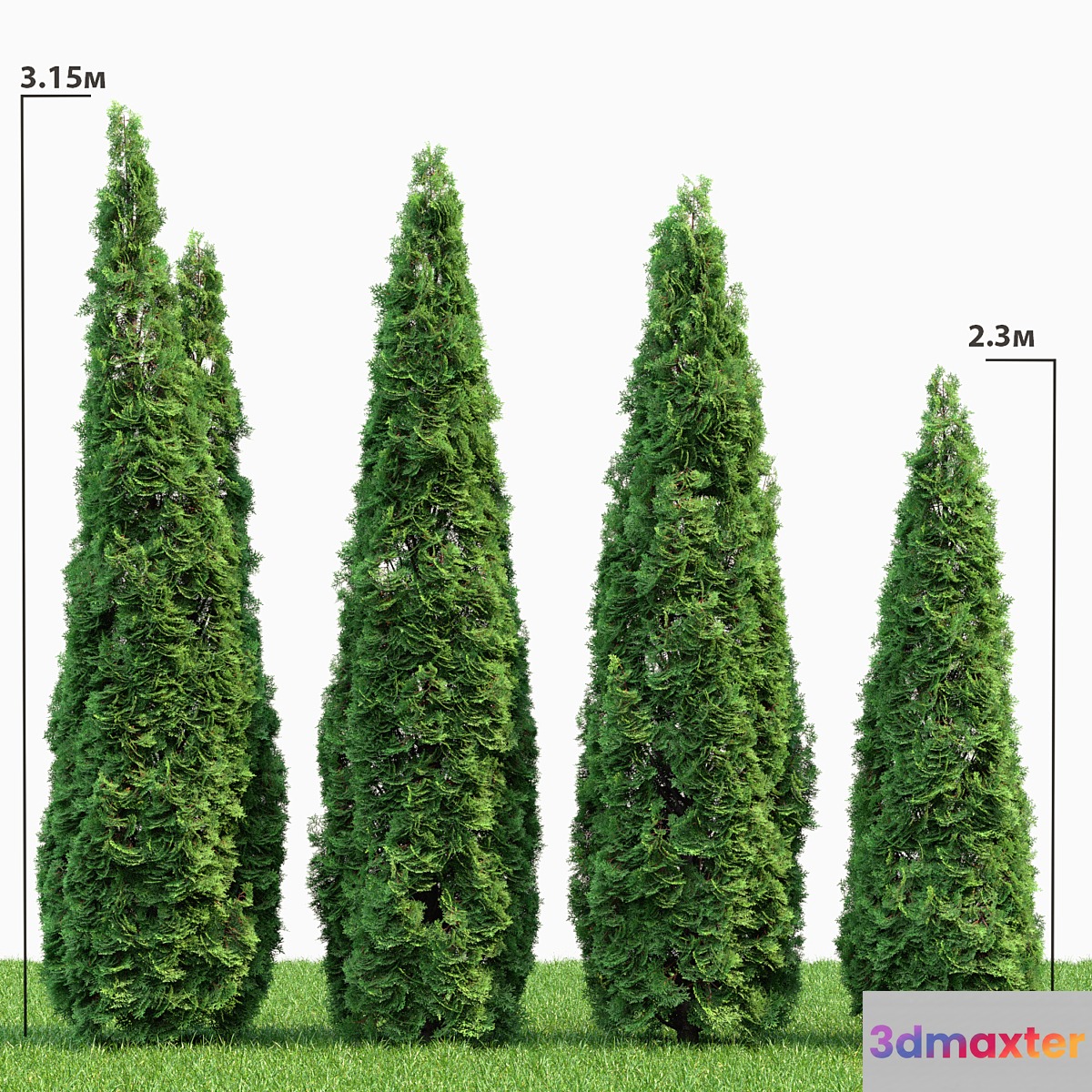 Thuja
