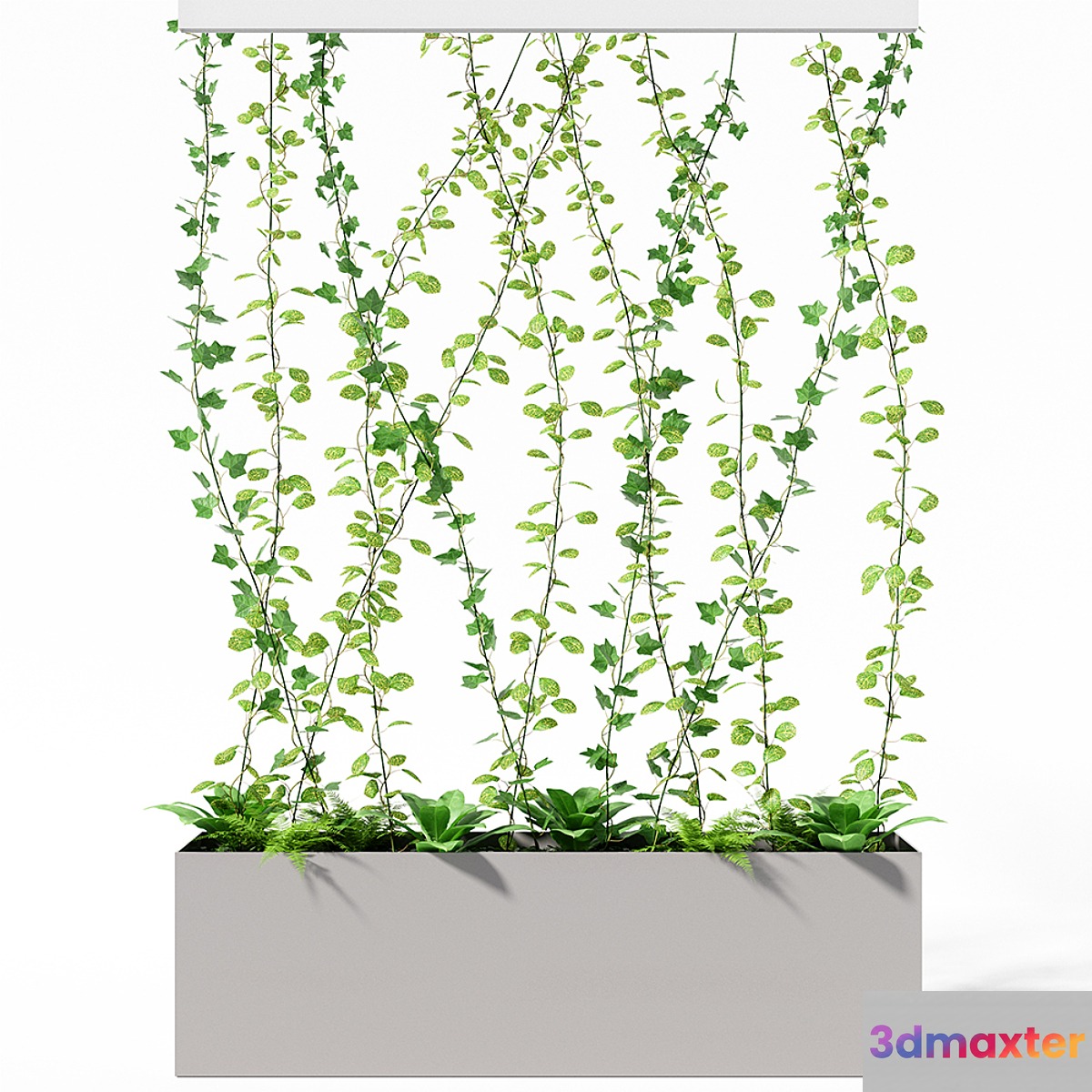 partition plant