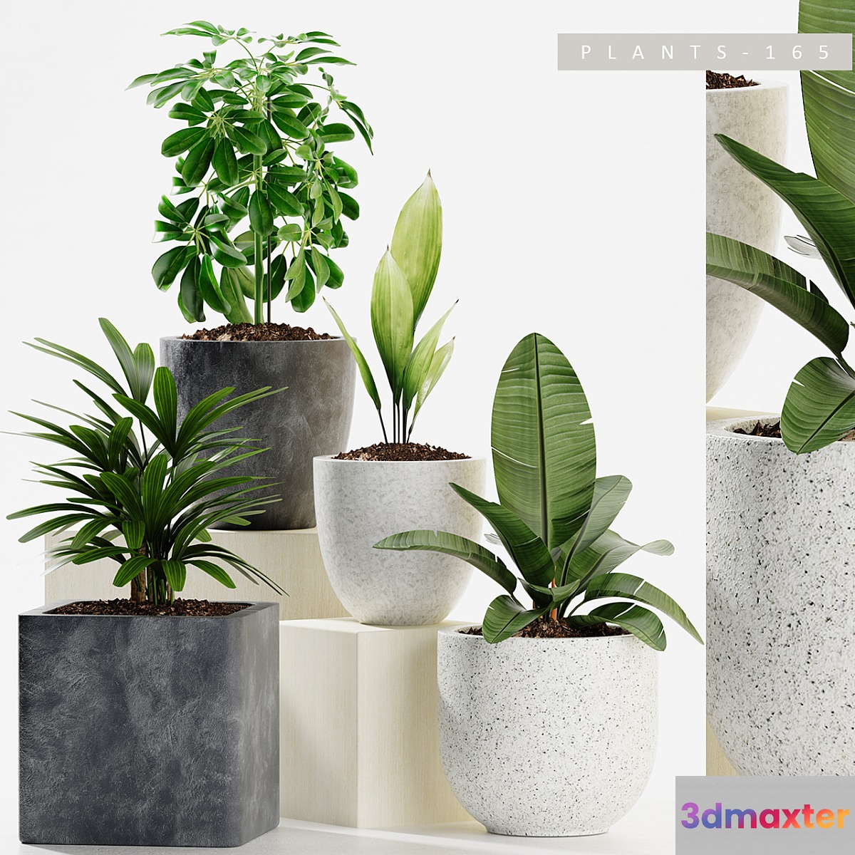 PLANTS 165 - No.2