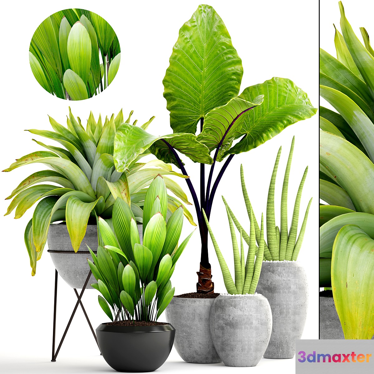 Collection of plants 145. tropical plants bromeliad concrete pot flowerpot alocasia bush sansevieria exotic bromelia - No.3