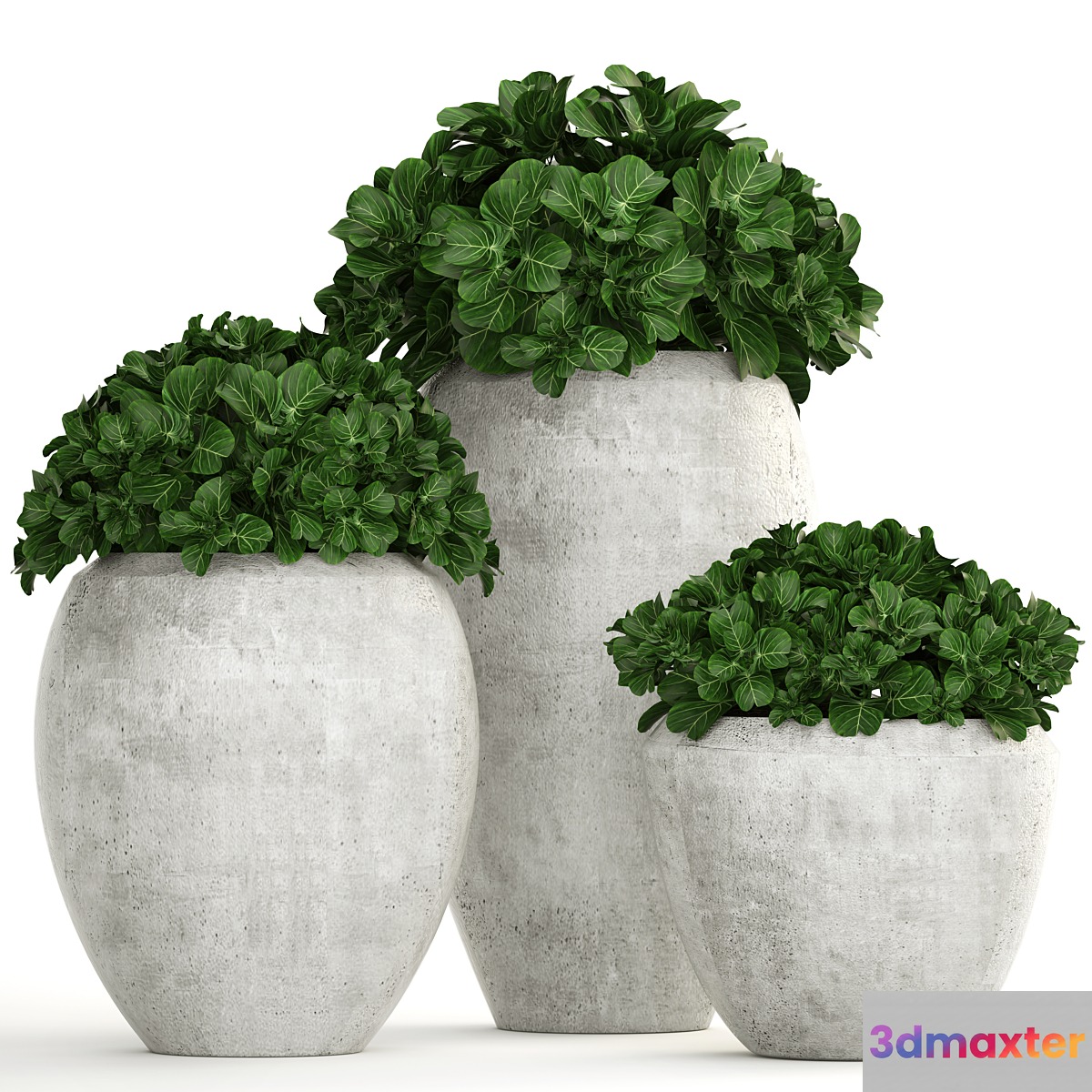Collection of plants 146. Bush bushes garden plants concrete pot flowerpot outdoor decorative 3D Max