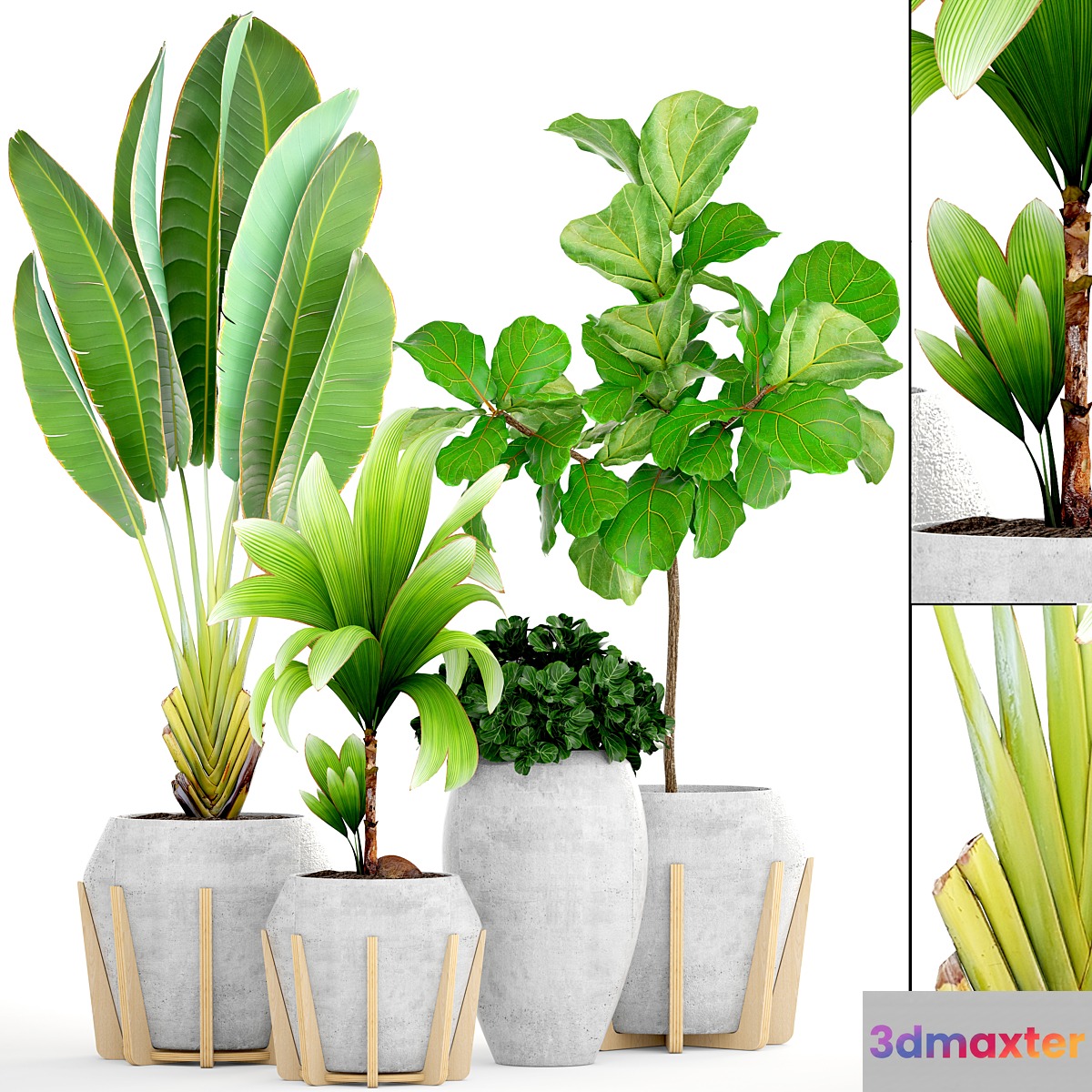 Collection of plants 147.Tropical plant Concrete flowerpot flower pot Ficus lyrata tree bush coconut tree exotic decorative