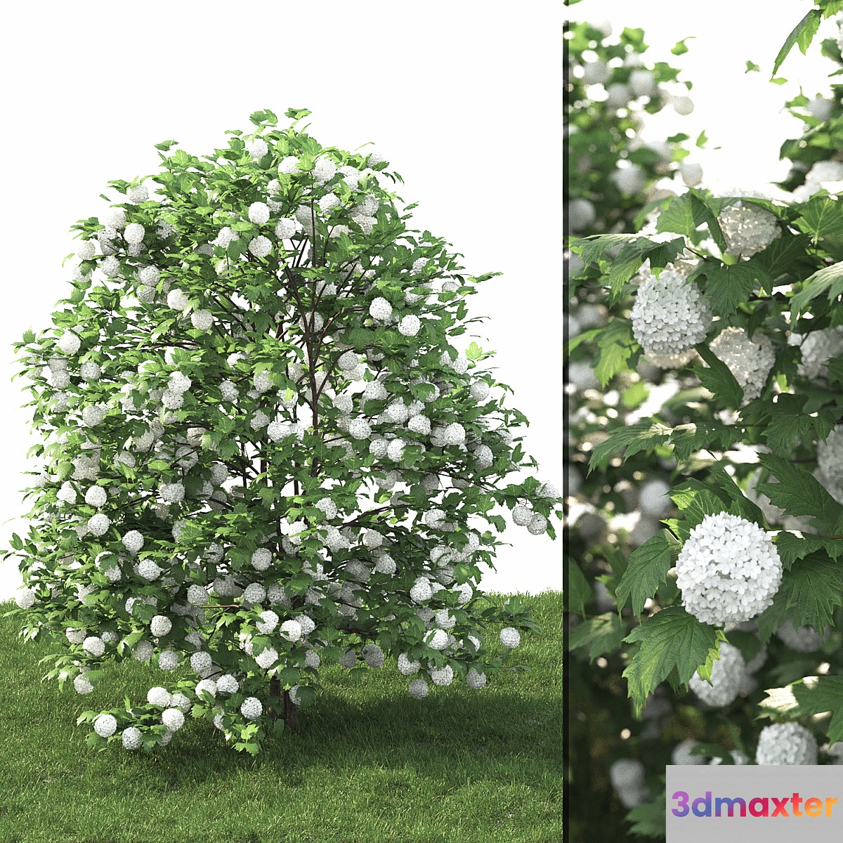 Viburnum - No.4