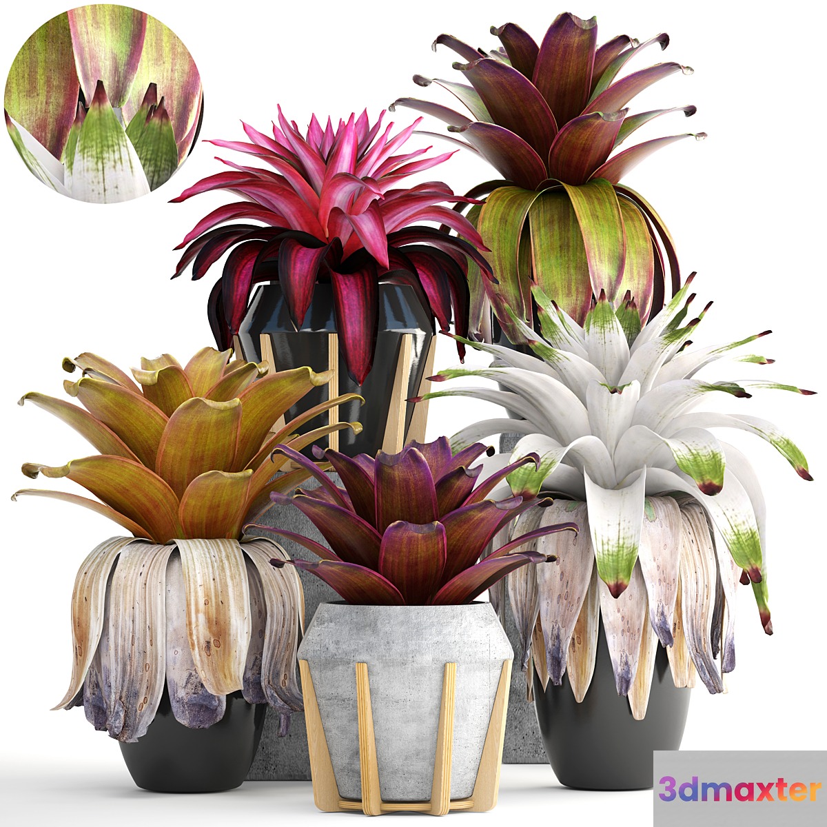 Collection of plants 153. Bromelia Bush Plants Pot Flowerpot Bromeliad Botanical Garden Decorative Tropical 3D Max