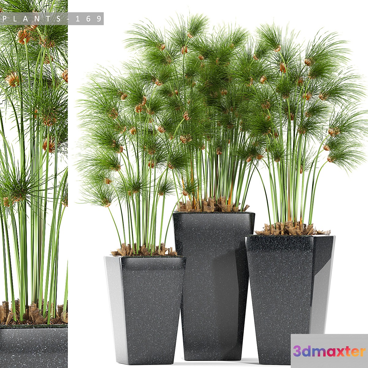 PLANTS 169 3D Max