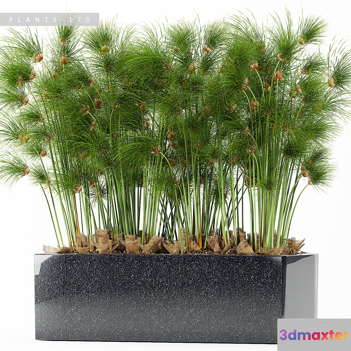 PLANTS 170 3D Max