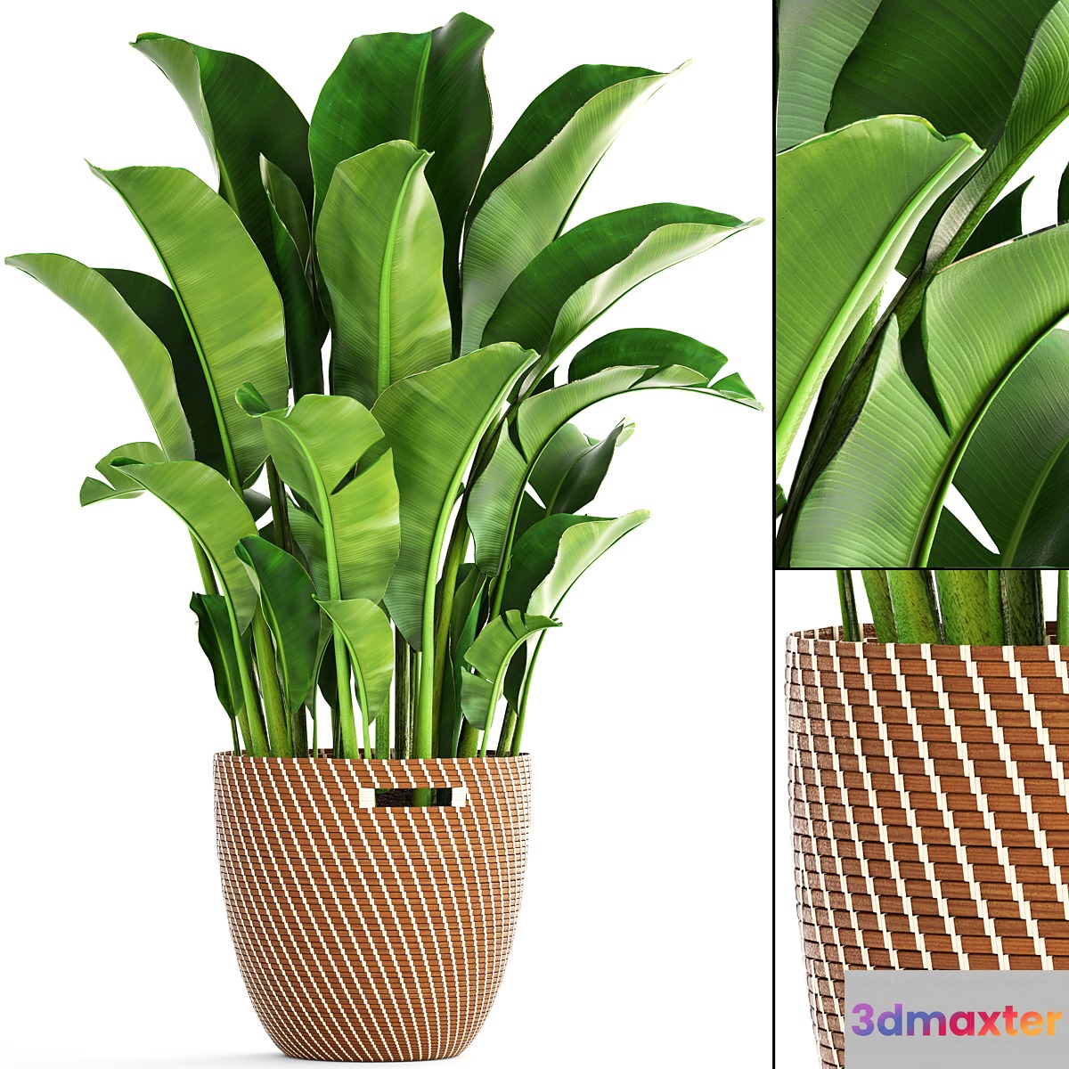 Banana palm 1. banana palm basket rattan decorative room interior pot bush strelitzia 3D Max