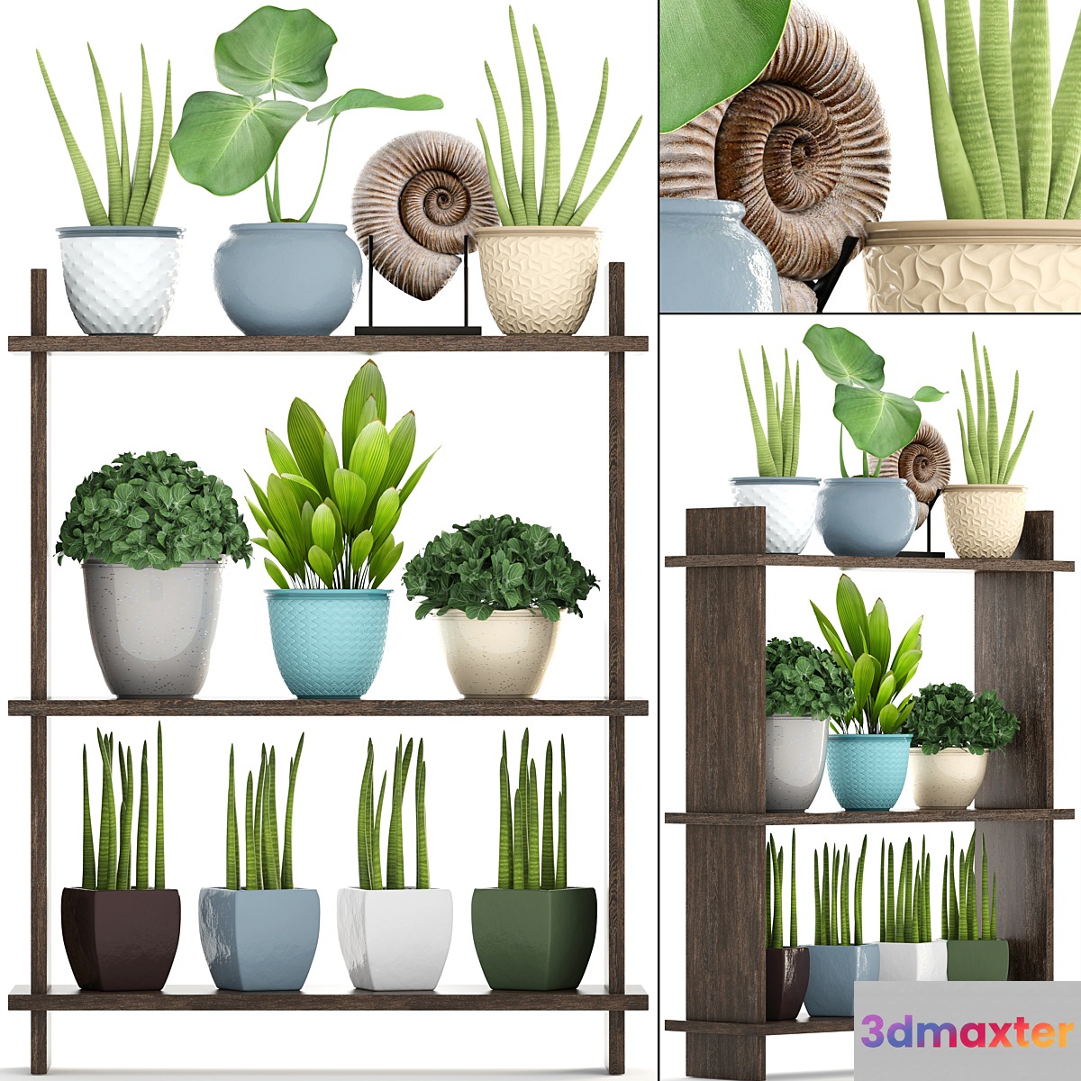 Collection of plants. Rack with decor pot flower bush ammonite vase shelf with flowers