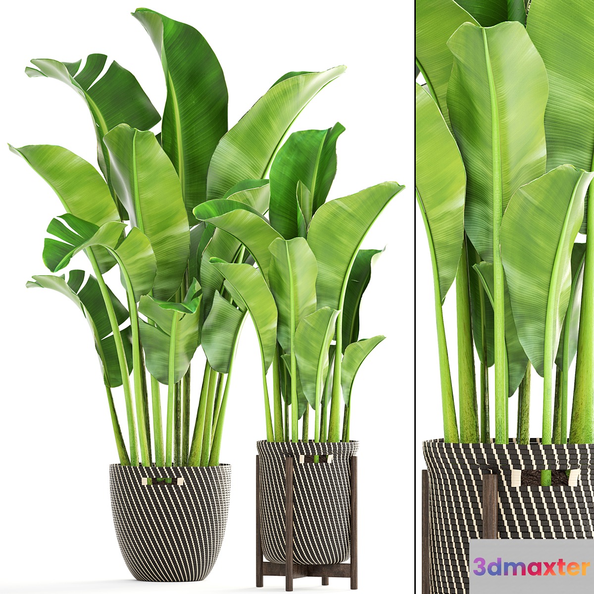 Collection of plants 161. Banana palm Basket rattan flower interior decorative strelitzia flowerpot 3D Max