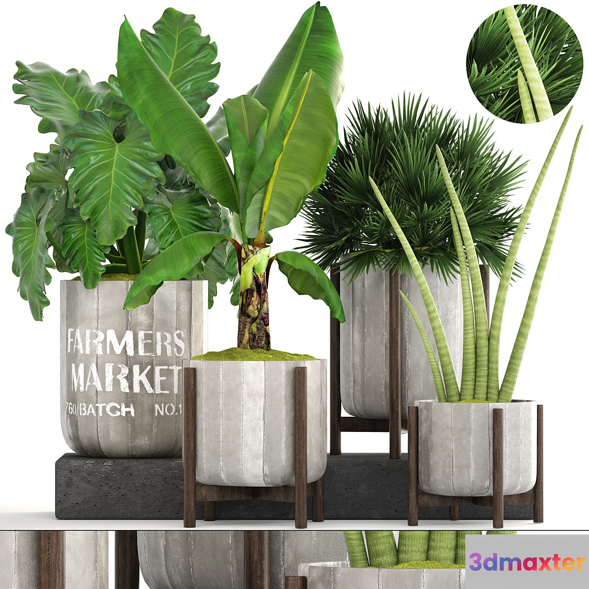 Collection of plants. Concrete pot flowerpot banana chamerops palm tree banana bush exotic plants outdoor 3D Max