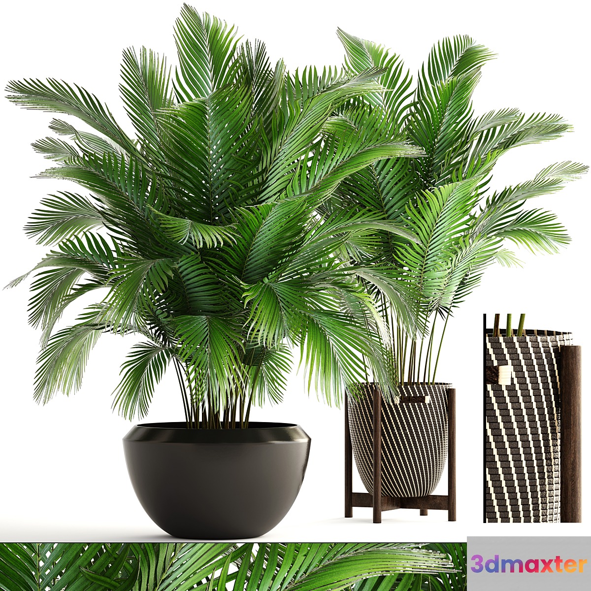 Collection of plants 164. Areca Palm kentia hoveya areca pot bush basket flowerpot interior Howea 3D Max
