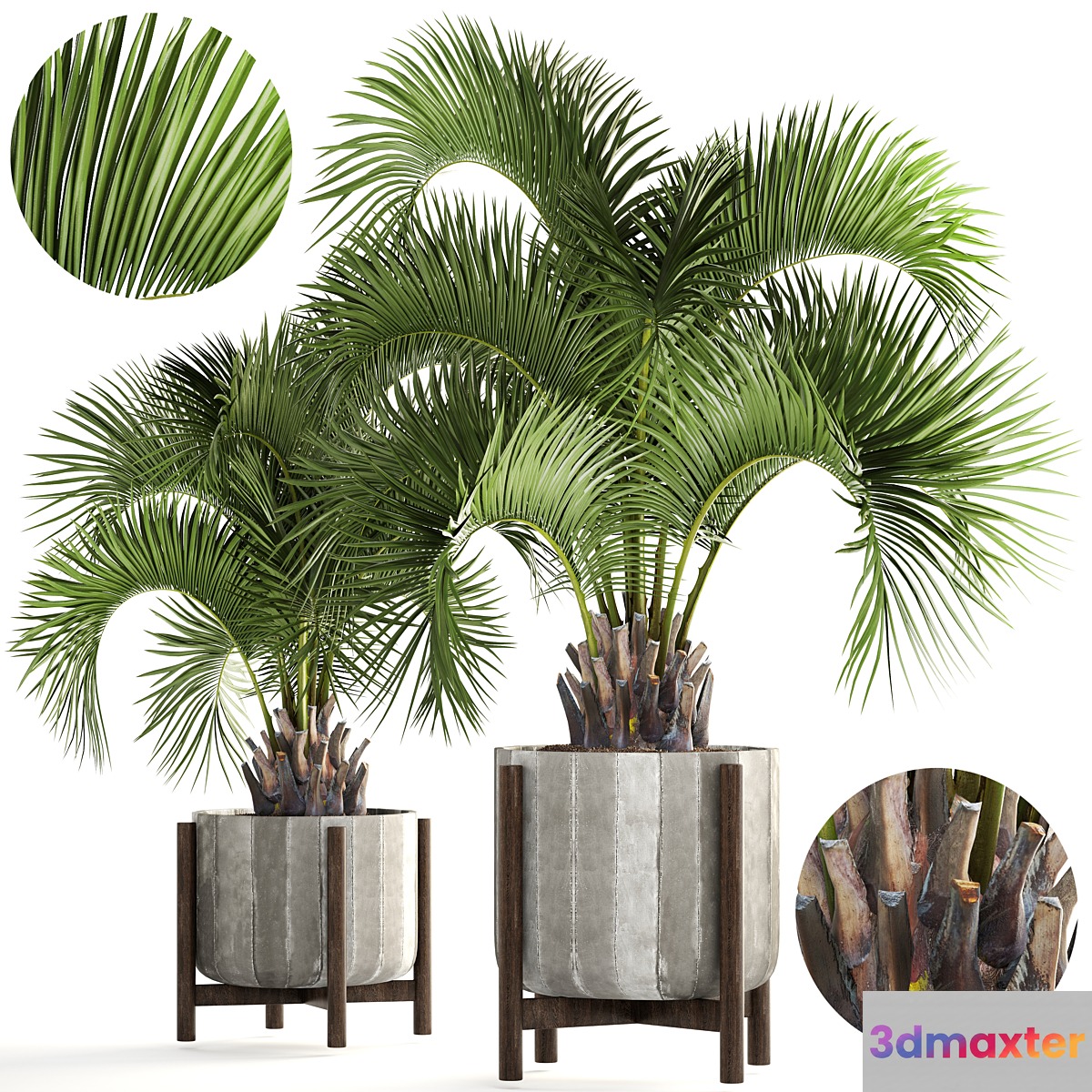 Collection of plants 165. Butia capitata Butia palm tree concrete pot flowerpot indoor interior decorative outdoor