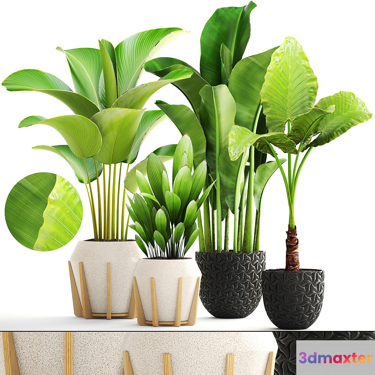 Collection of plants. exotic interior Calathea palm tree alocasia bush banana pot flower 3D Max