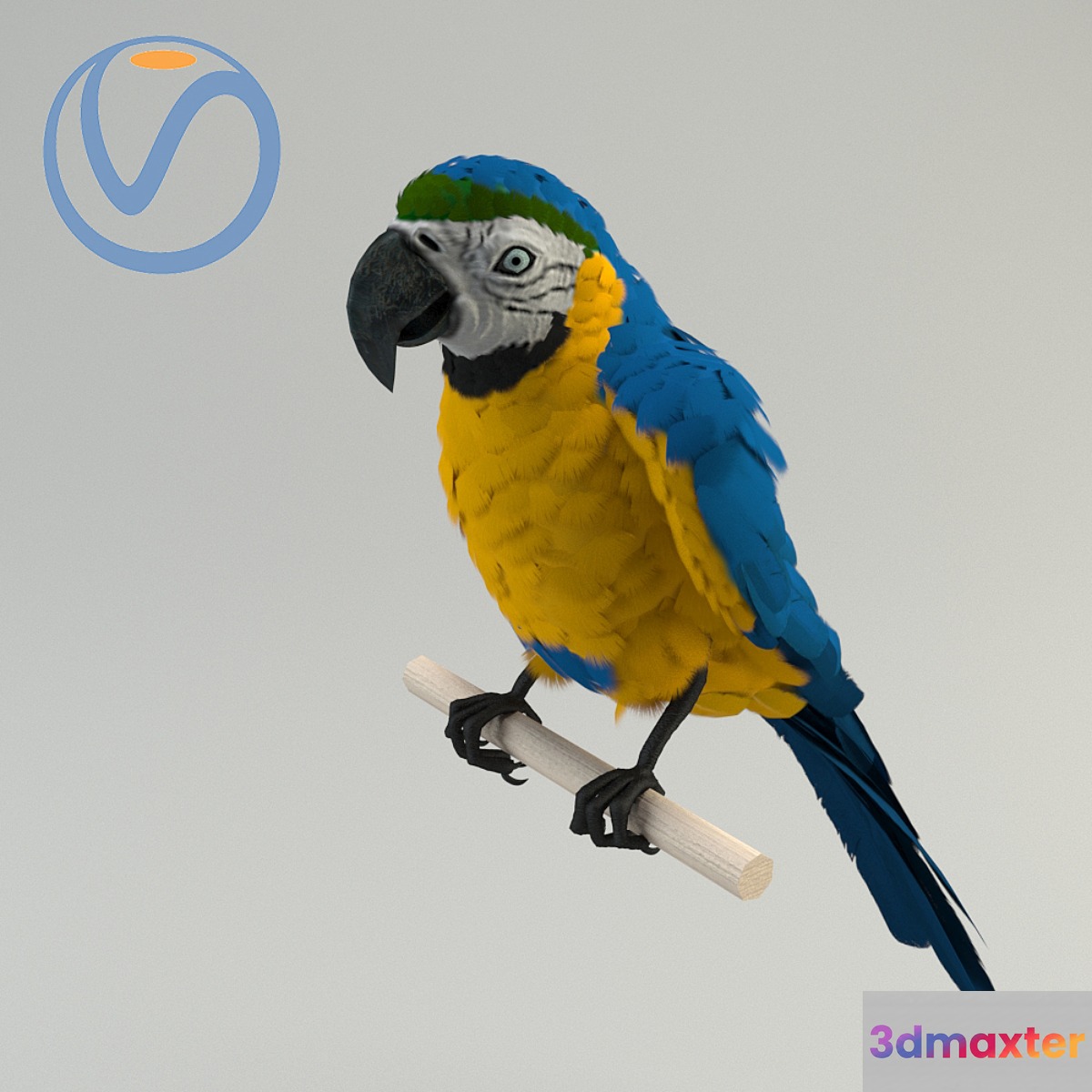 Blue-yellow macaw 3D Max