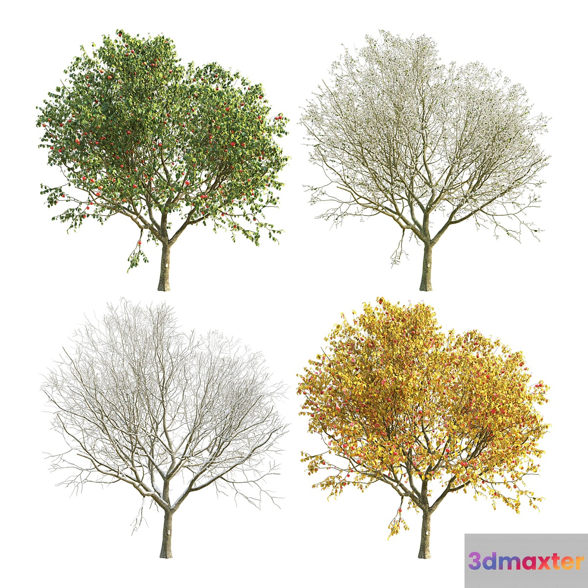 Apple Tree 4 Seasons 3D Max