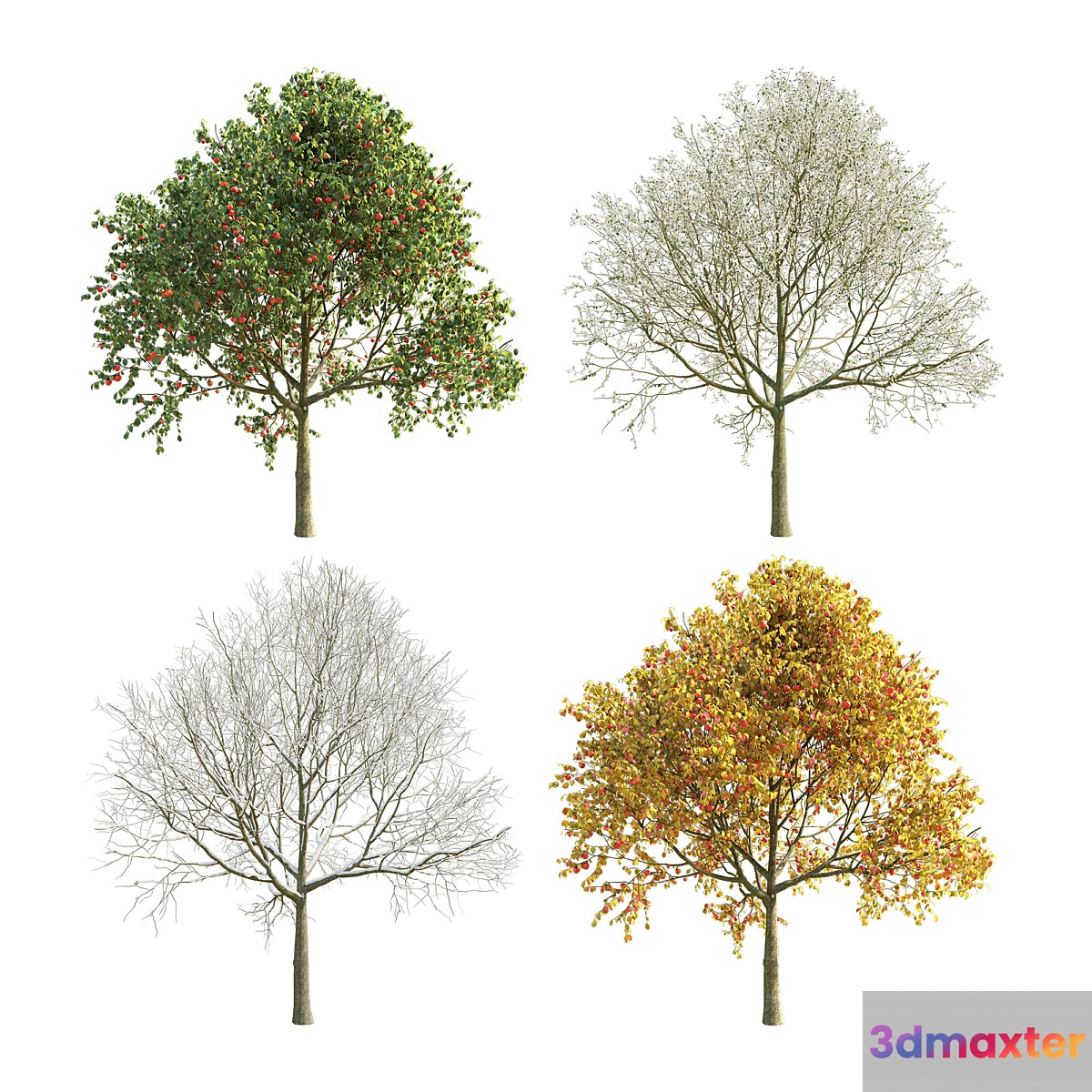 Apple Tree 5 Seasons