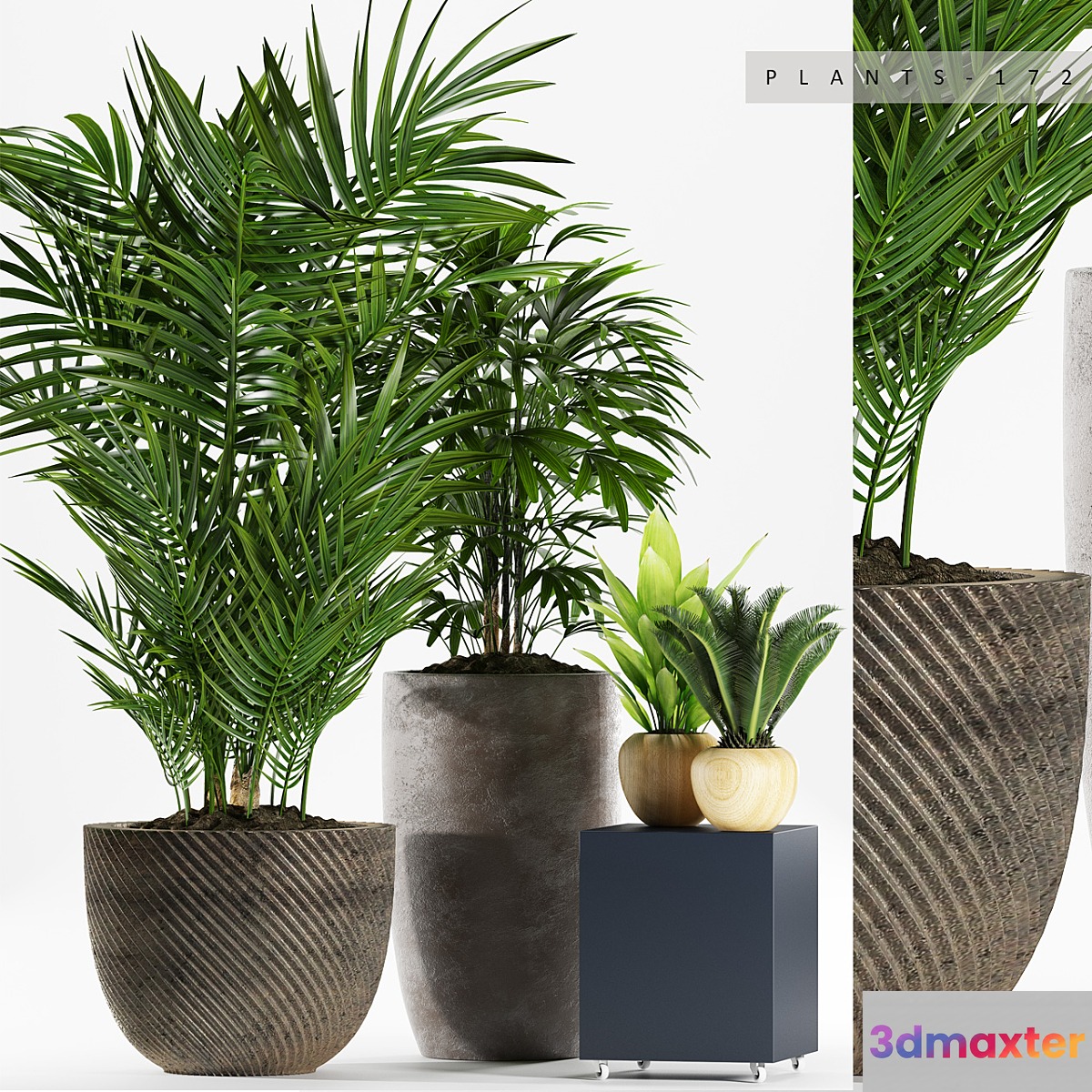 PLANTS 172