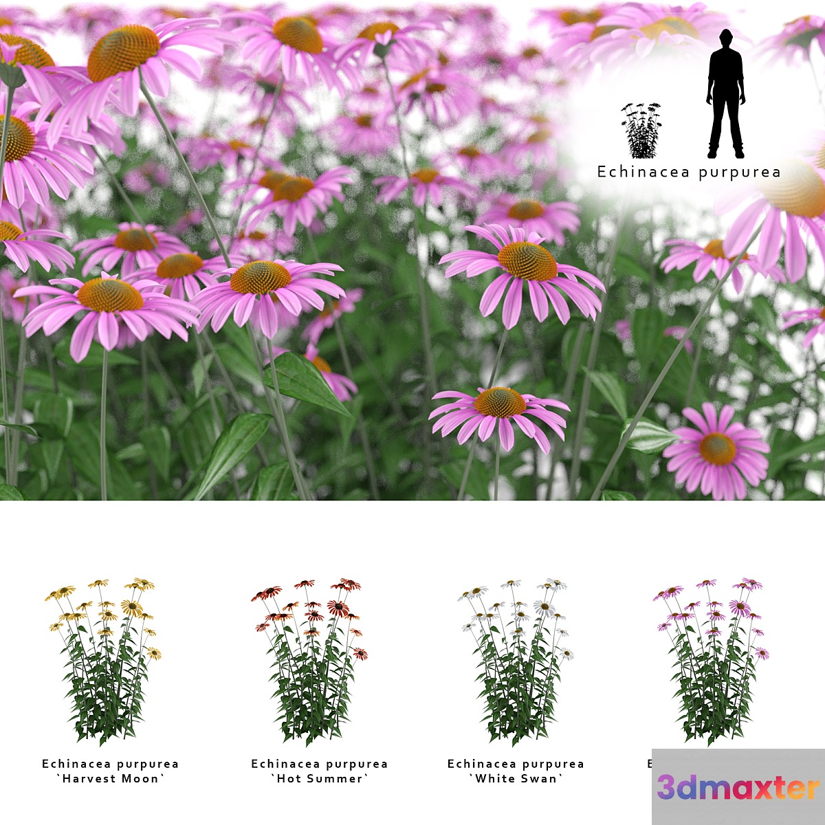 Echinacea purpurea bush | Echinacea purpurea 3D Max