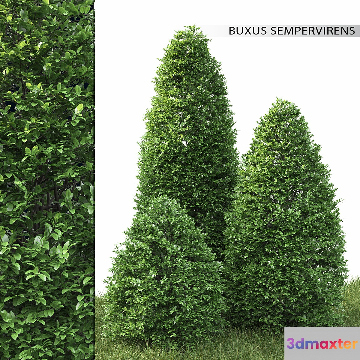 Buxus - No.9