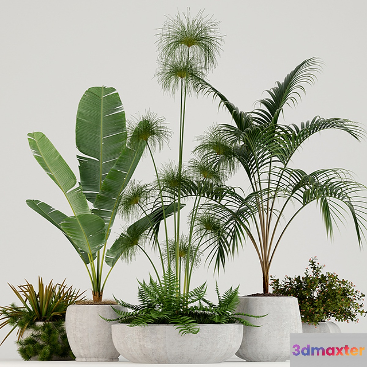 Plants collection 80