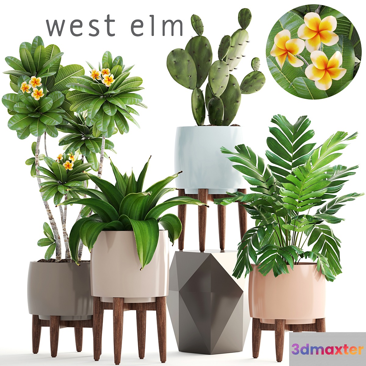 Collection of plants. frangipani agave palm cactus prickly pear Hamedorea palm flower pot 3D Max