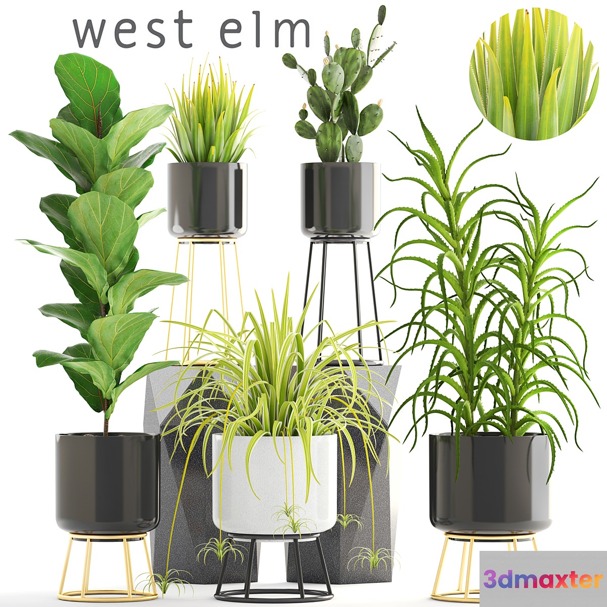 Collection of plants. aloe flower pot bush Ficus lyrata cactus prickly pear Chlorophytum agave luxury flowerpot