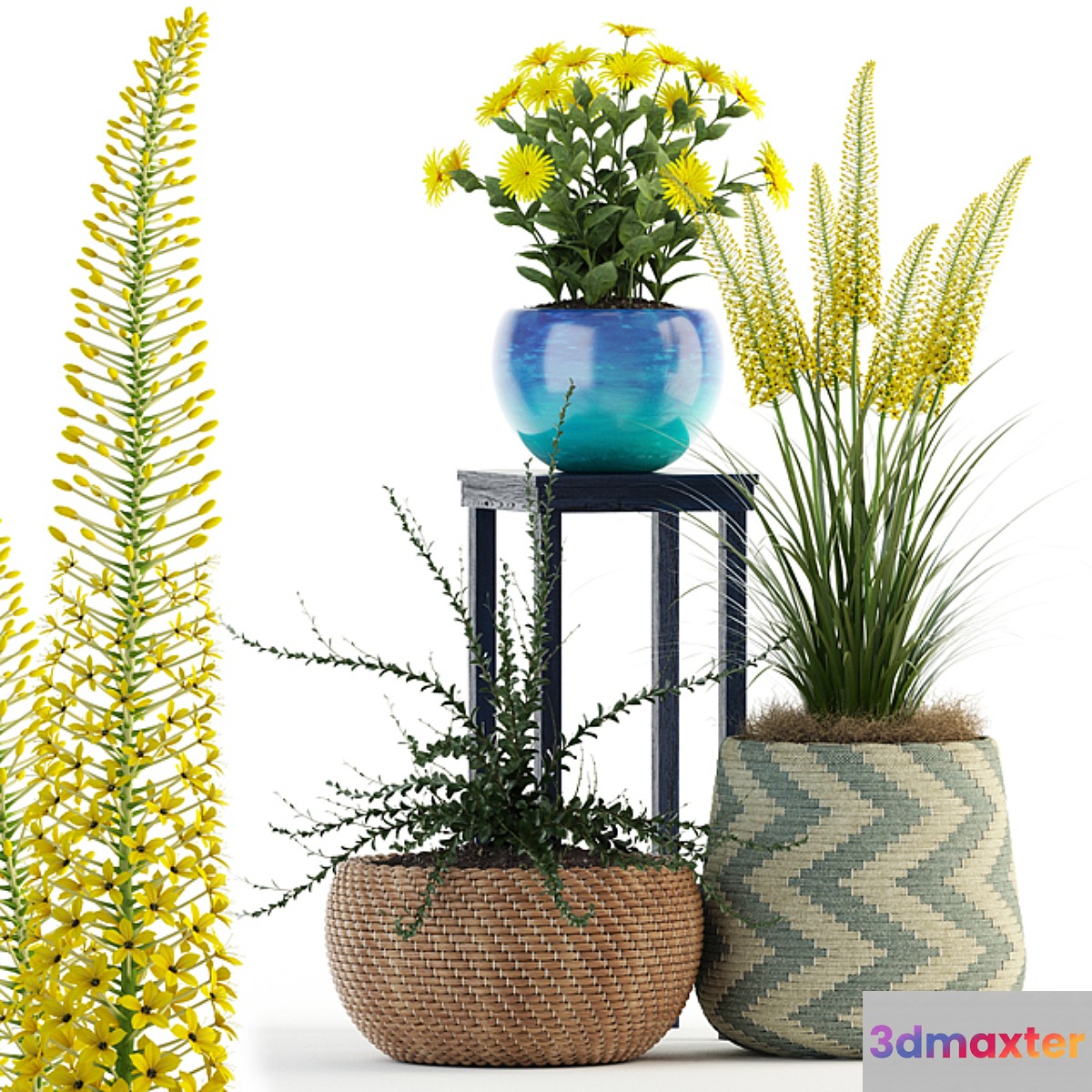Plants collection 81 - No.2