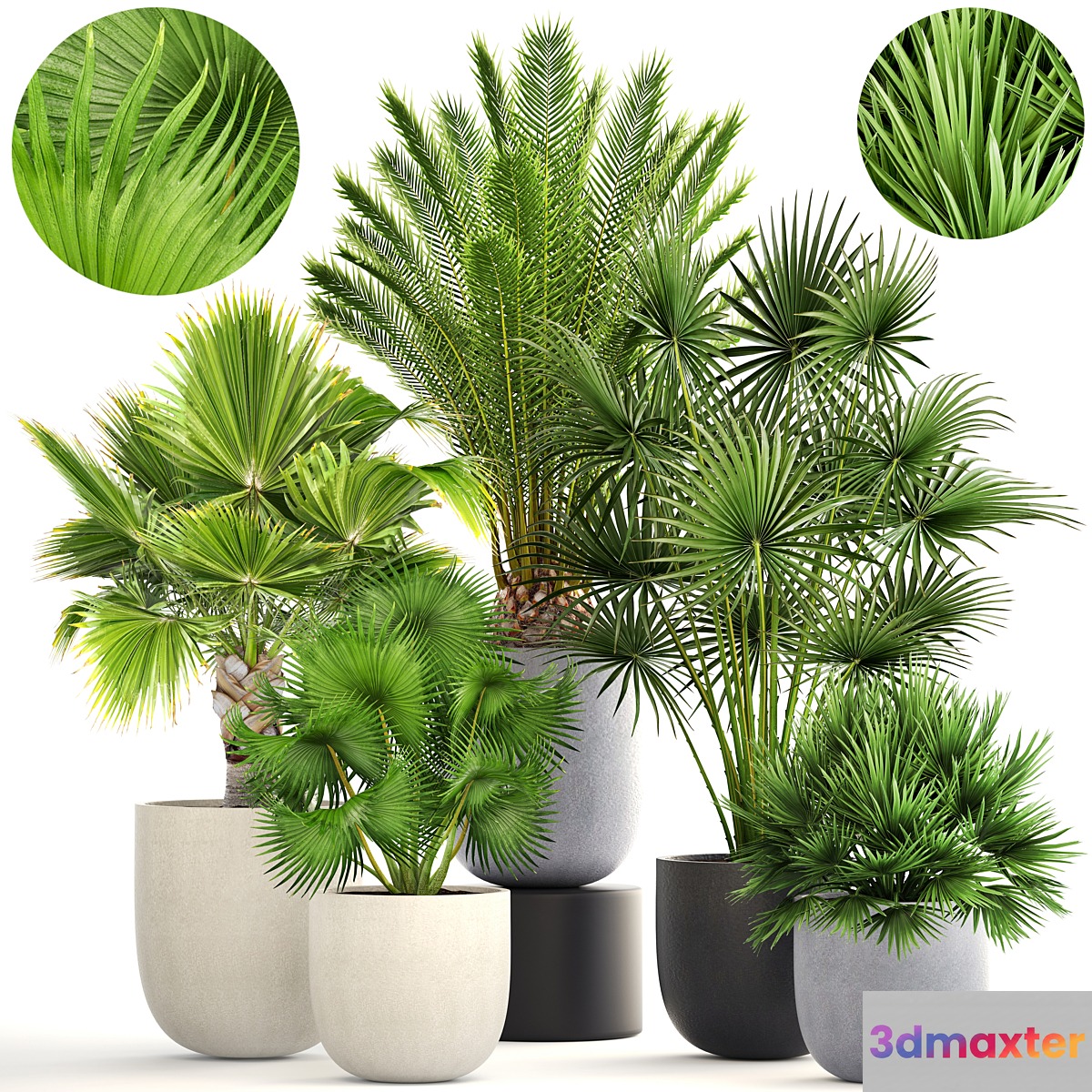 Palm collection 185. Fan Hovea Date Hamerops Brachea Bismarckia interior pot flowerpot flower set 3D Max