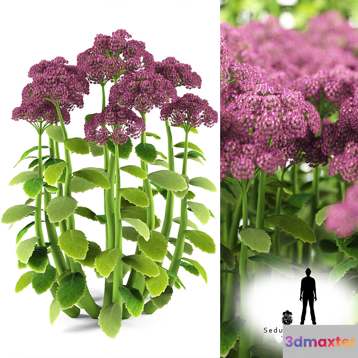 Cleansing visible | Sedum spectabile `Brillant`