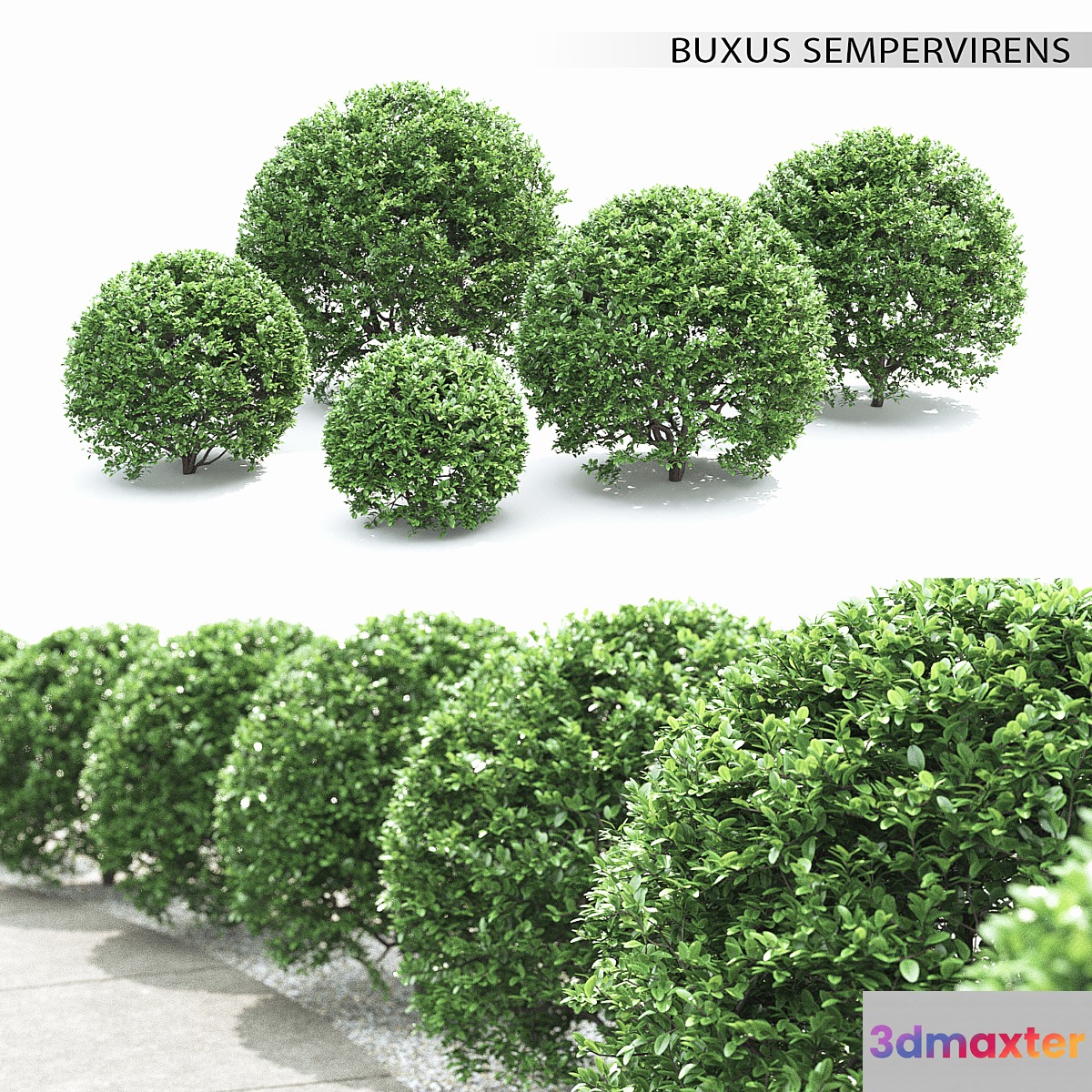 Buxus - No.2 3D Max