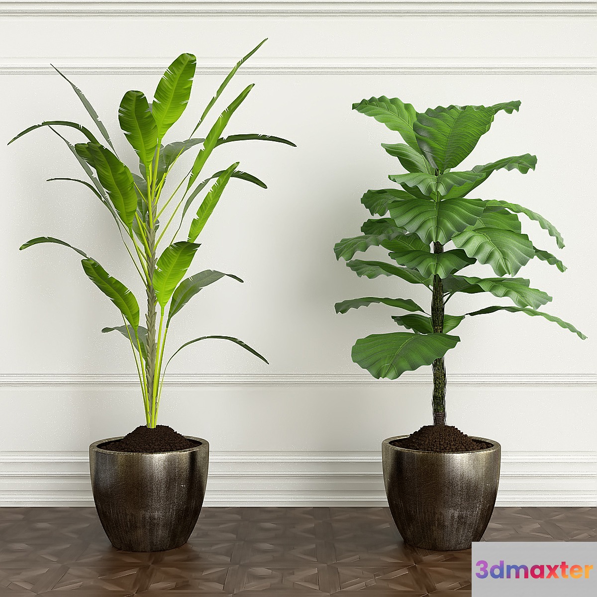 PLANTS 20
