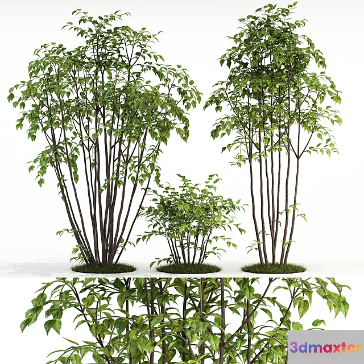 Plants collection 84