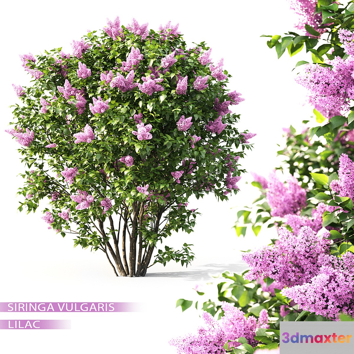 Syringa