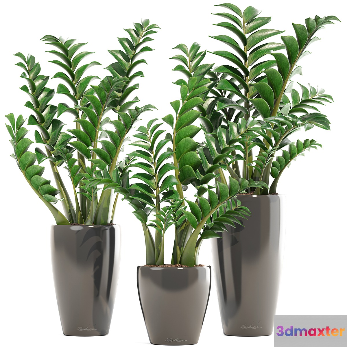 Collection of plants 192. Zamioculcas flower pot bush flowerpot interior decorative