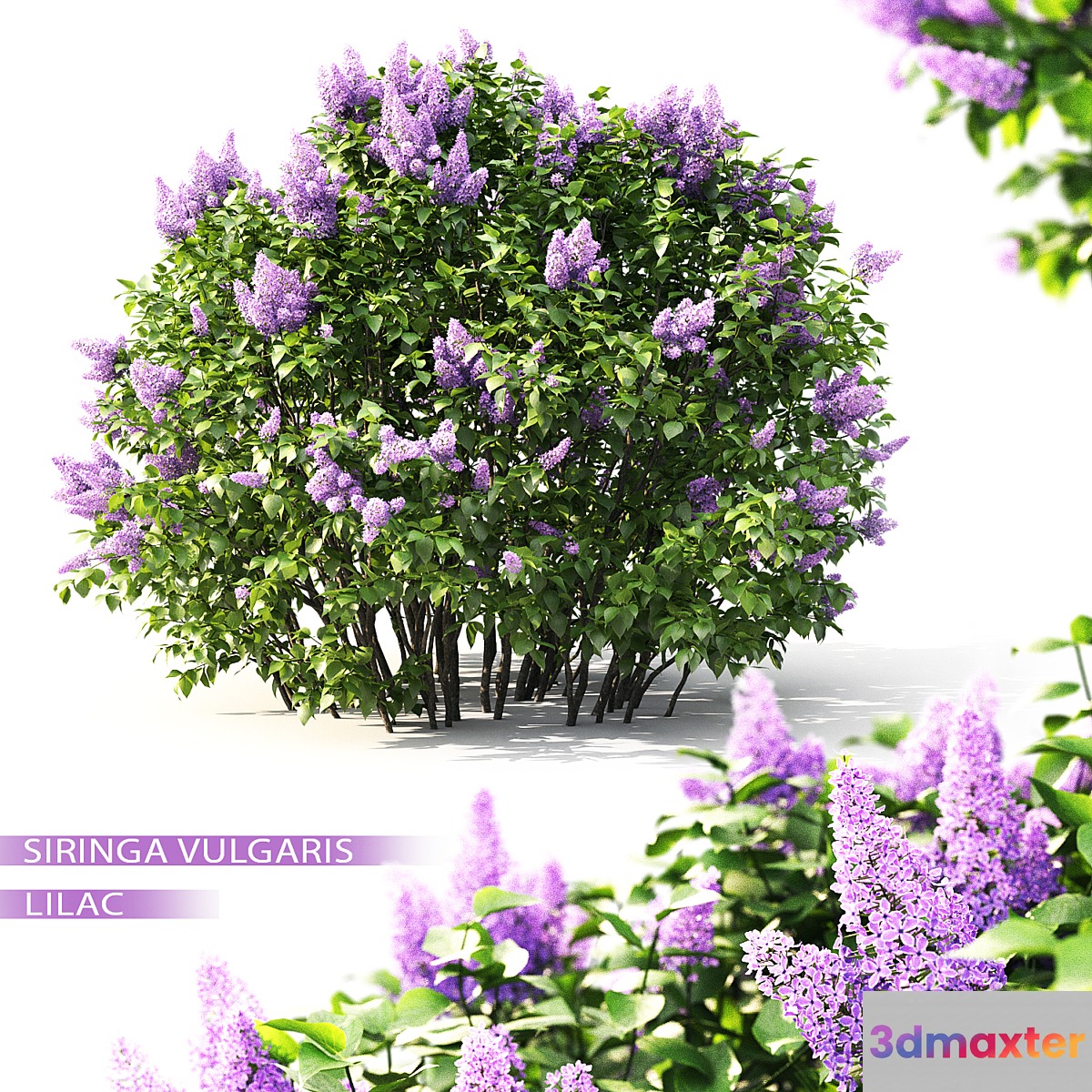 Lilac flowering #2
