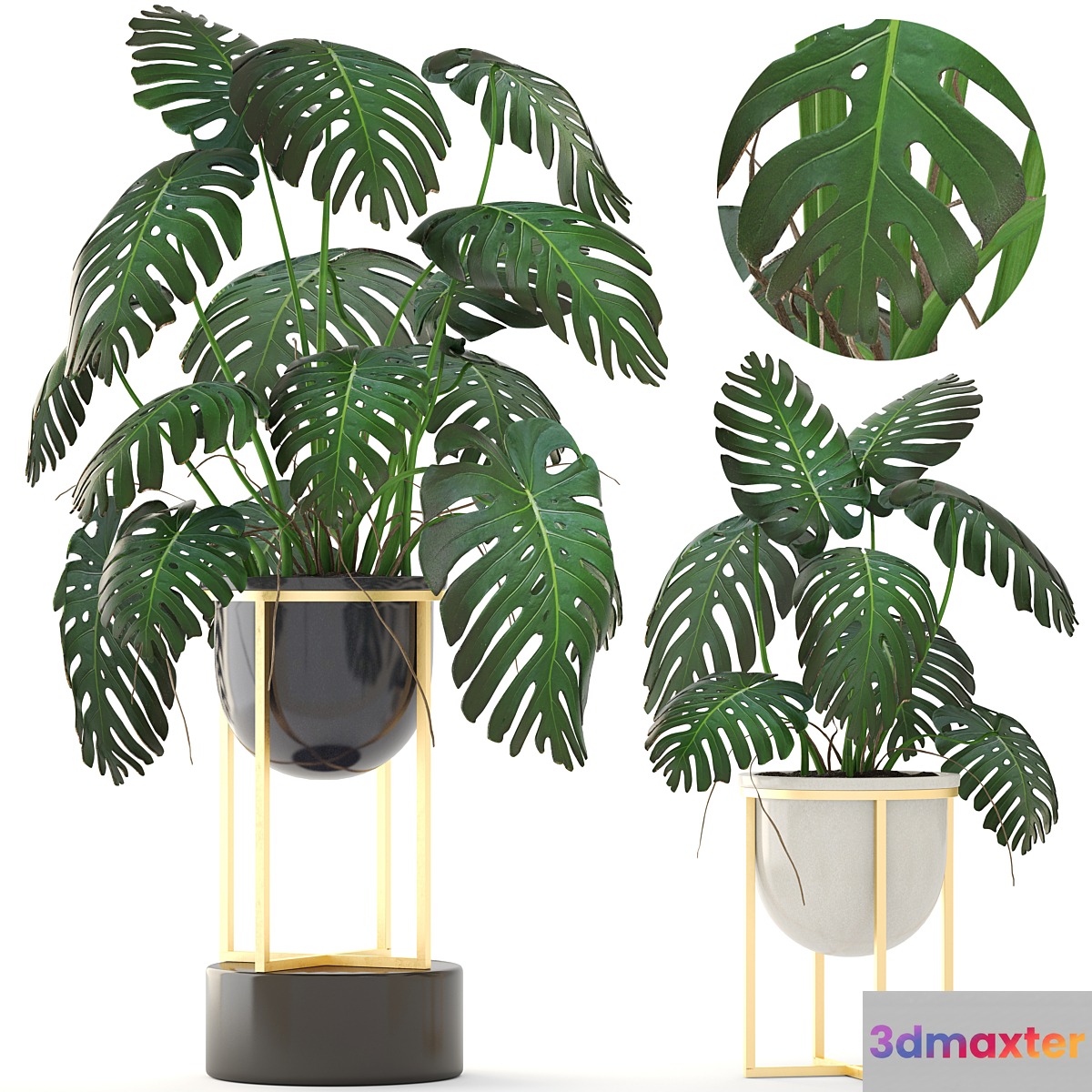 Monstera 8. Monstera pot flowerpot luxury gold bush interior decorative